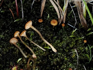  ( - FDS-CA-04740)  @11 [ ] by (2024) Justin Paulin Fungal Diversity Survey