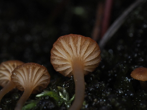  ( - FDS-CA-04740)  @11 [ ] by (2024) Justin Paulin Fungal Diversity Survey