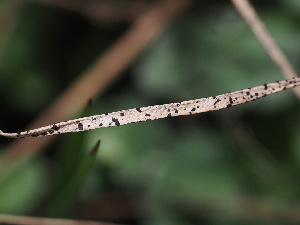  ( - FDS-CA-04741)  @11 [ ] by (2024) Justin Paulin Fungal Diversity Survey