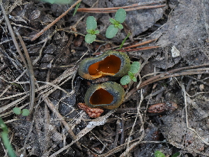  ( - FDS-CA-04748)  @11 [ ] by (2024) Justin Paulin Fungal Diversity Survey