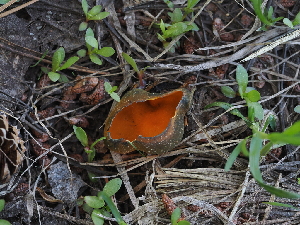  (Caloscyphaceae - FDS-CA-04748)  @11 [ ] by (2024) Justin Paulin Fungal Diversity Survey