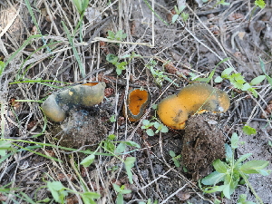  ( - FDS-CA-04748)  @11 [ ] by (2024) Justin Paulin Fungal Diversity Survey