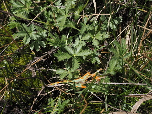  ( - FDS-CA-04750)  @11 [ ] by (2024) Justin Paulin Fungal Diversity Survey