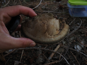  ( - FDS-CA-04282)  @11 [ ] by-nc (2024) Fresno Mycology Society Fungal Diversity Survey