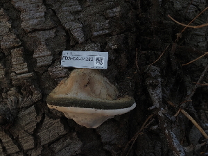  ( - FDS-CA-04282)  @11 [ ] by-nc (2024) Fresno Mycology Society Fungal Diversity Survey
