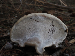  ( - FDS-CA-04282)  @11 [ ] by-nc (2024) Fresno Mycology Society Fungal Diversity Survey