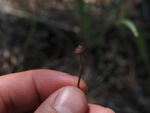  ( - FDS-CA-04288)  @11 [ ] by-nc (2024) Fresno Mycology Society Fungal Diversity Survey