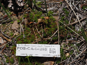  ( - FDS-CA-04288)  @11 [ ] by-nc (2024) Fresno Mycology Society Fungal Diversity Survey