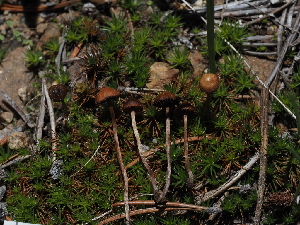  ( - FDS-CA-04288)  @11 [ ] by-nc (2024) Fresno Mycology Society Fungal Diversity Survey