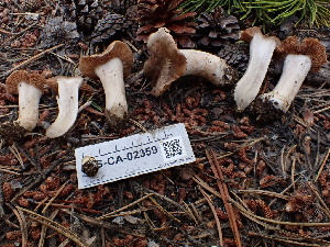  ( - FDS-CA-02359)  @11 [ ] by-nc (2024) Jaren Hockert Fungal Diversity Survey