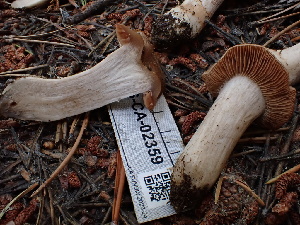  ( - FDS-CA-02359)  @11 [ ] by-nc (2024) Jaren Hockert Fungal Diversity Survey