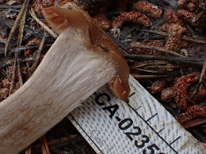  ( - FDS-CA-02359)  @11 [ ] by-nc (2024) Jaren Hockert Fungal Diversity Survey