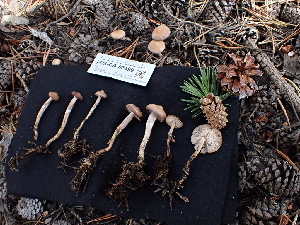  ( - FDS-CA-02499)  @11 [ ] by-nc (2024) Jaren Hockert Fungal Diversity Survey