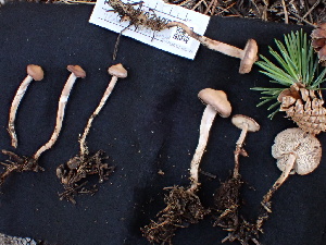  ( - FDS-CA-02499)  @11 [ ] by-nc (2024) Jaren Hockert Fungal Diversity Survey