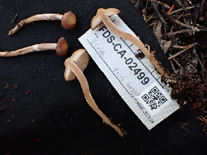  ( - FDS-CA-02499)  @11 [ ] by-nc (2024) Jaren Hockert Fungal Diversity Survey