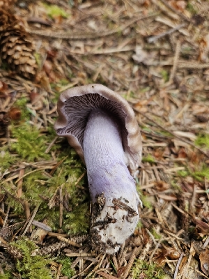  ( - FDS-CA-05167)  @11 [ ] by (2024) Mandy Hackney Fungal Diversity Survey