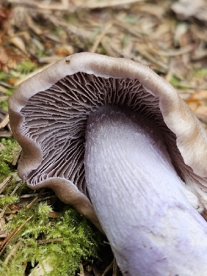  ( - FDS-CA-05167)  @11 [ ] by (2024) Mandy Hackney Fungal Diversity Survey