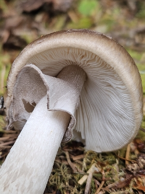  ( - FDS-CA-05165)  @11 [ ] by (2024) Mandy Hackney Fungal Diversity Survey