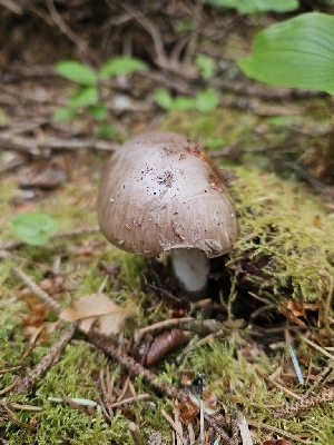  ( - FDS-CA-05165)  @11 [ ] by (2024) Mandy Hackney Fungal Diversity Survey