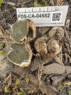  (Trappea sp. darkeri-CA01 - FDS-CA-04582)  @11 [ ] by-nc (2024) Bat Vardeh Fungal Diversity Survey