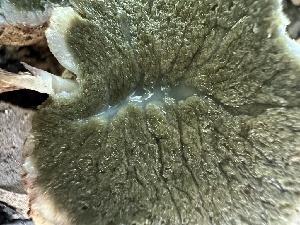  ( - FDS-CA-04582)  @11 [ ] by-nc (2024) Bat Vardeh Fungal Diversity Survey