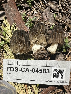  (Morchella sp. CA03 - FDS-CA-04583)  @11 [ ] by-nc (2024) Bat Vardeh Fungal Diversity Survey