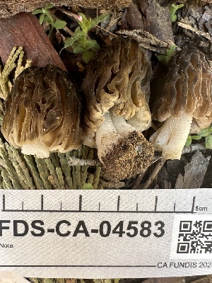  ( - FDS-CA-04583)  @11 [ ] by-nc (2024) Bat Vardeh Fungal Diversity Survey