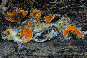  ( - FDS-CA-00245)  @11 [ ] by-nc (2024) Dean Lyons Fungal Diversity Survey