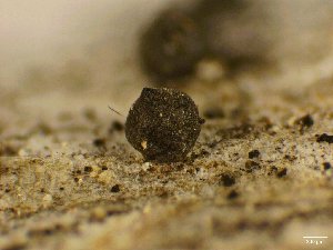  ( - FDS-CA-01662)  @11 [ ] c (2024) Rudy Diaz Fungal Diversity Survey