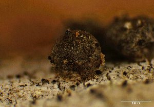 (Rosellinia sp. CA02 - FDS-CA-01662)  @11 [ ] c (2024) Rudy Diaz Fungal Diversity Survey