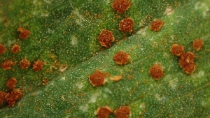  (Leptosphaeriaceae - FDS-CA-02523)  @11 [ ] by-nc (2024) Sadie Hickey Fungal Diversity Survey