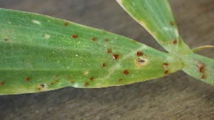  ( - FDS-CA-02523)  @11 [ ] by-nc (2024) Sadie Hickey Fungal Diversity Survey