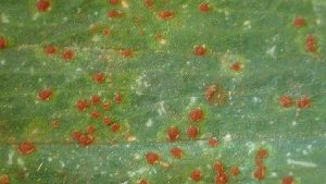  ( - FDS-CA-02523)  @11 [ ] by-nc (2024) Sadie Hickey Fungal Diversity Survey