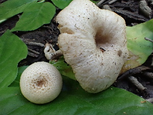  ( - FDS-CA-02404)  @11 [ ] by-nc (2024) Jaren Hockert Fungal Diversity Survey