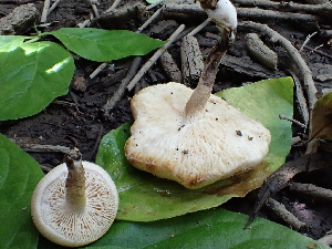  ( - FDS-CA-02404)  @11 [ ] by-nc (2024) Jaren Hockert Fungal Diversity Survey