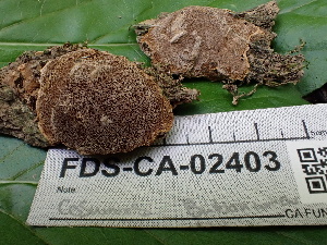  ( - FDS-CA-02403)  @11 [ ] by-nc (2024) Jaren Hockert Fungal Diversity Survey