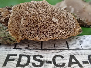  ( - FDS-CA-02403)  @11 [ ] by-nc (2024) Jaren Hockert Fungal Diversity Survey