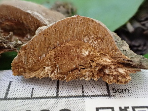  ( - FDS-CA-02403)  @11 [ ] by-nc (2024) Jaren Hockert Fungal Diversity Survey