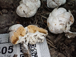  ( - FDS-CA-02405)  @11 [ ] by-nc (2024) Jaren Hockert Fungal Diversity Survey
