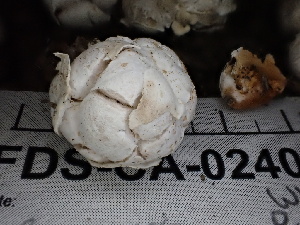  ( - FDS-CA-02405)  @11 [ ] by-nc (2024) Jaren Hockert Fungal Diversity Survey