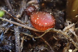  (Scutellinia sp. CA07 - FDS-CA-05298)  @11 [ ] by-nc (2024) Damon Tighe Fungal Diversity Survey