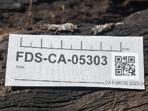  ( - FDS-CA-05303)  @11 [ ] by-nc (2024) Damon Tighe Fungal Diversity Survey
