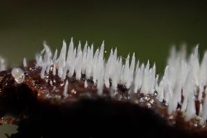  (Mucronella sp. calva-CA01 - FDS-CA-05303)  @11 [ ] by-nc (2024) Damon Tighe Fungal Diversity Survey
