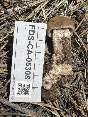  ( - FDS-CA-05308)  @11 [ ] by-nc (2024) Damon Tighe Fungal Diversity Survey