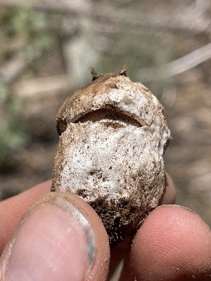  ( - FDS-CA-05309)  @11 [ ] by-nc (2024) Damon Tighe Fungal Diversity Survey
