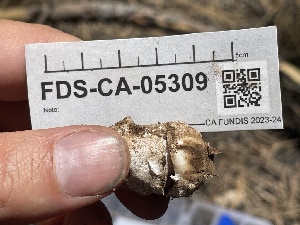 ( - FDS-CA-05309)  @11 [ ] by-nc (2024) Damon Tighe Fungal Diversity Survey