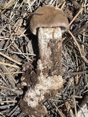  (Amanita sp. lindgreniana - FDS-CA-05308)  @11 [ ] by-nc (2024) Damon Tighe Fungal Diversity Survey