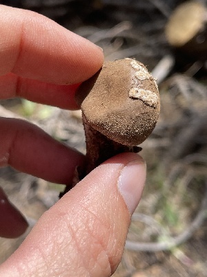  ( - FDS-CA-05308)  @11 [ ] by-nc (2024) Damon Tighe Fungal Diversity Survey