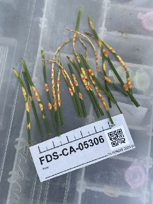  ( - FDS-CA-05306)  @11 [ ] by-nc (2024) Damon Tighe Fungal Diversity Survey