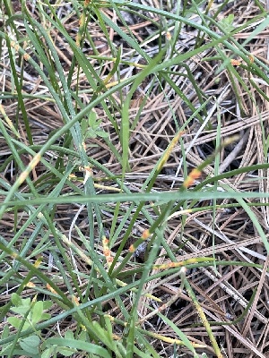  ( - FDS-CA-05306)  @11 [ ] by-nc (2024) Damon Tighe Fungal Diversity Survey